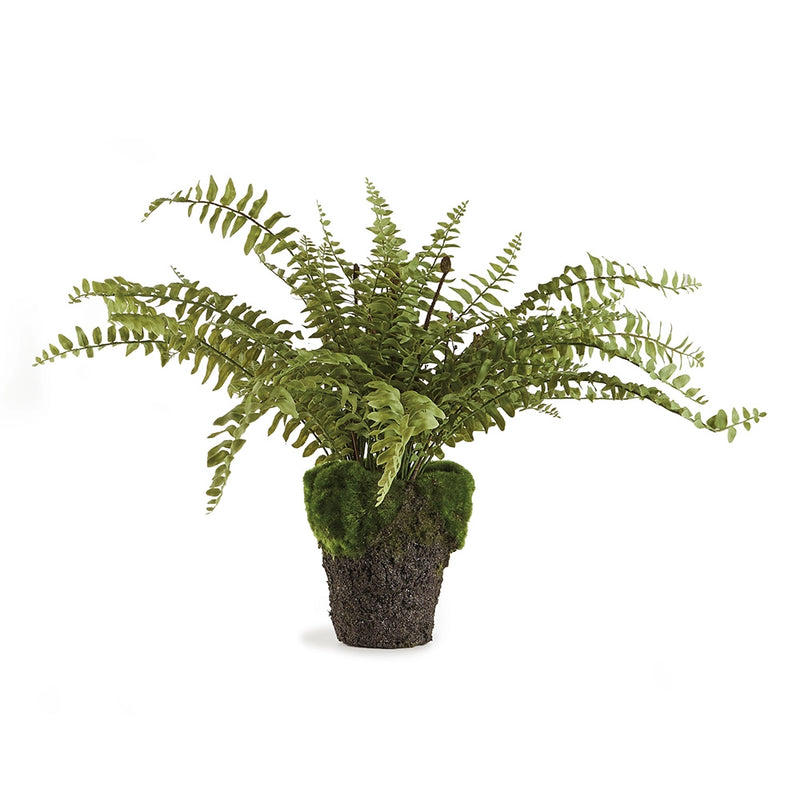 16” drop in fern