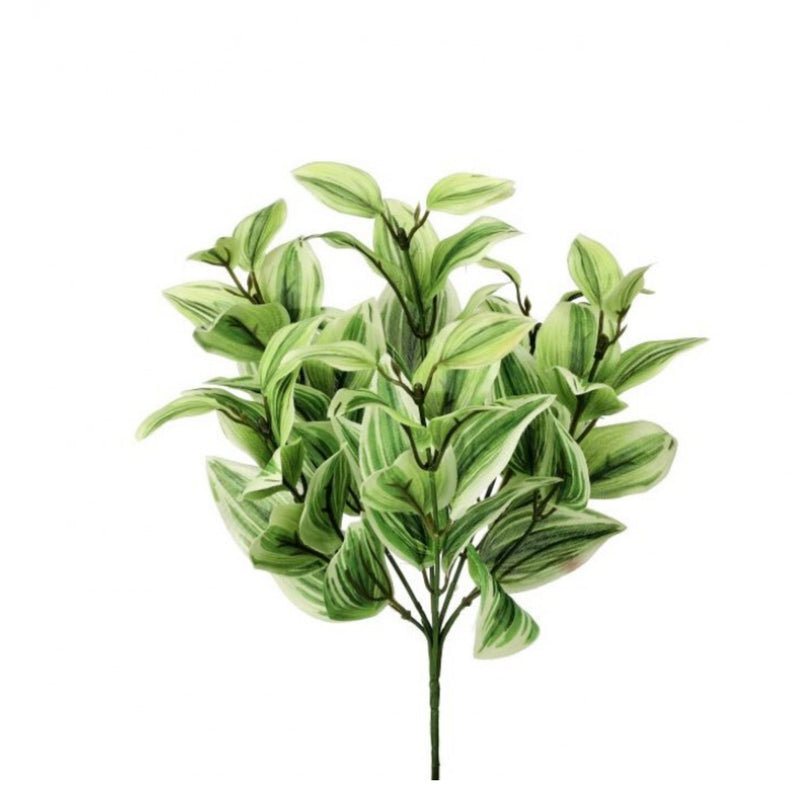 Tradescantia plant 12”