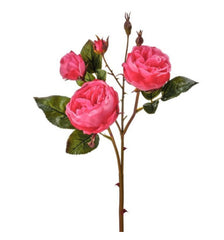 Just cut Cabbage Rose 23.5” stem