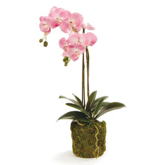 23” Phalaenopsis orchid drop in