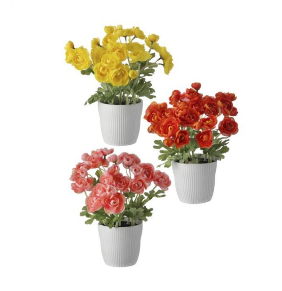 ranunculus potted plants for sale Potted ranunculus plant 11” – My Cobblestone Cottage