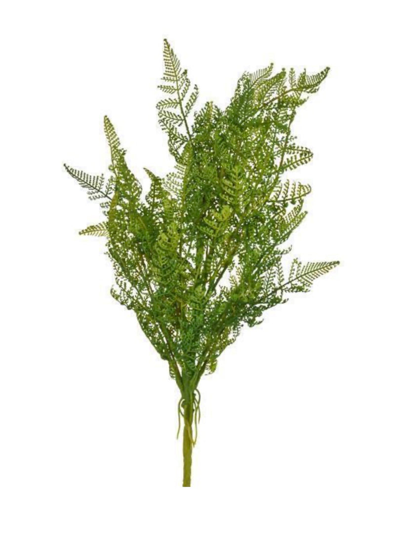 21.5 Fern bush