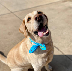 Embroidered Cactus ❤️ Bandana: White