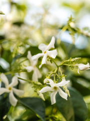 Jasmine Honeysuckle - Pura Home Diffuser Scent Refill